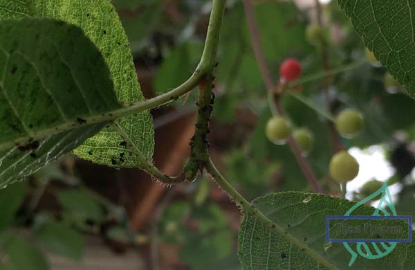 Борьба с тлей на садовом участке: какие проблемы могут быть вызваны появлением насекомых на деревьях