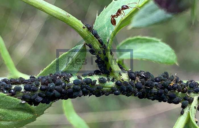 Какими средствами можно избавиться от тли и муравьев?