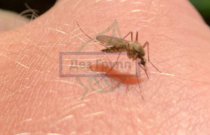 На фото малярийный комар похож на обыкновенного комара
