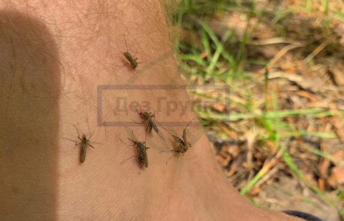 Как часто происходит размножение малярийного комара
