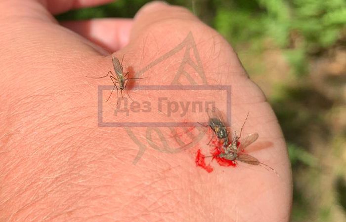 Малярийный комар передает инфекцию от заболевшего человека