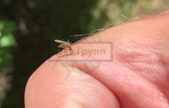 Малярийный комар является переносчиком опасных заболеваний