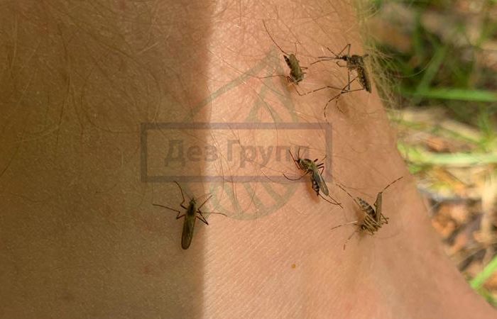Малярийных комаров можно встретить в любой стране