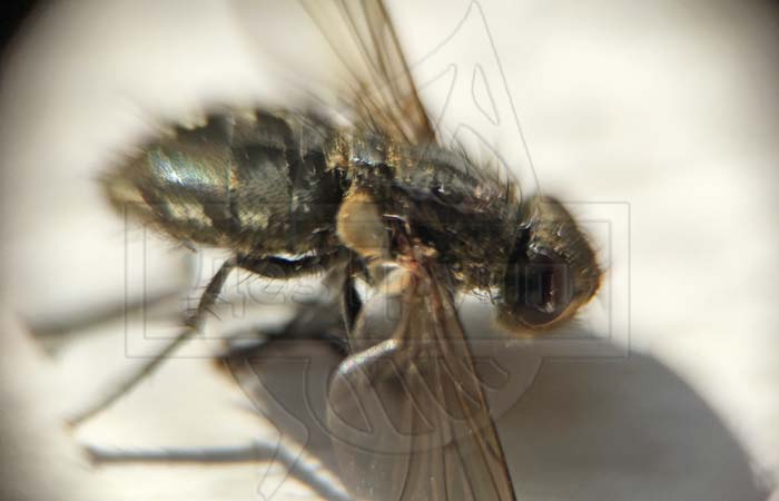 Как избавиться от мух в загородном доме - фото мухи
