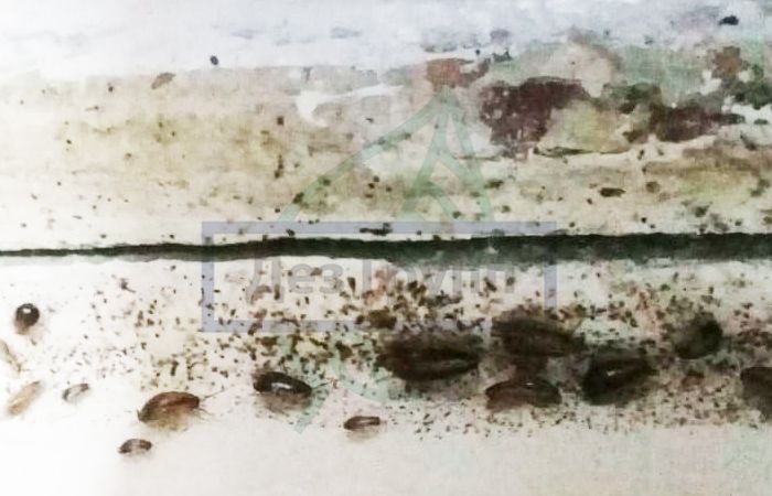 Отрава для тараканов в домашних условиях