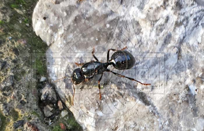 Борьба с муравьями на дачном участке - народные методы
