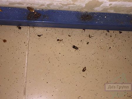 Рыжие тараканы-прусаки: почему появляются в квартире, как выглядят, способы избавления от них