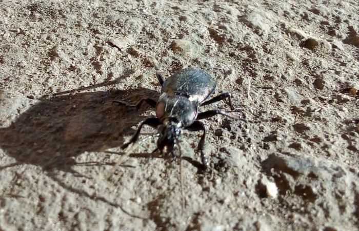 Жук-жужелица - описание и фото насекомого, вред для человека