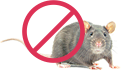 Уничтожение крыс в Москве и области