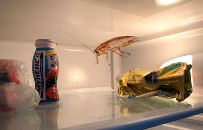 Тараканы в холодильнике
