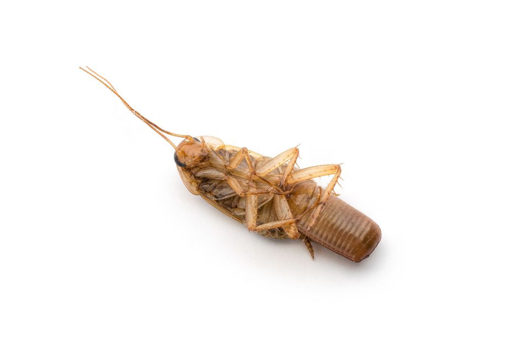 Дезинсекция от тараканов в квартире в Зеленограде