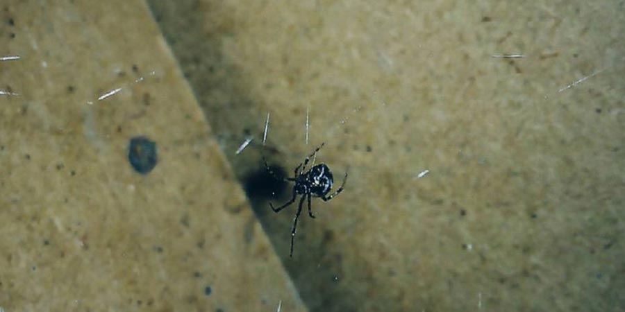 Как избавиться от пауков