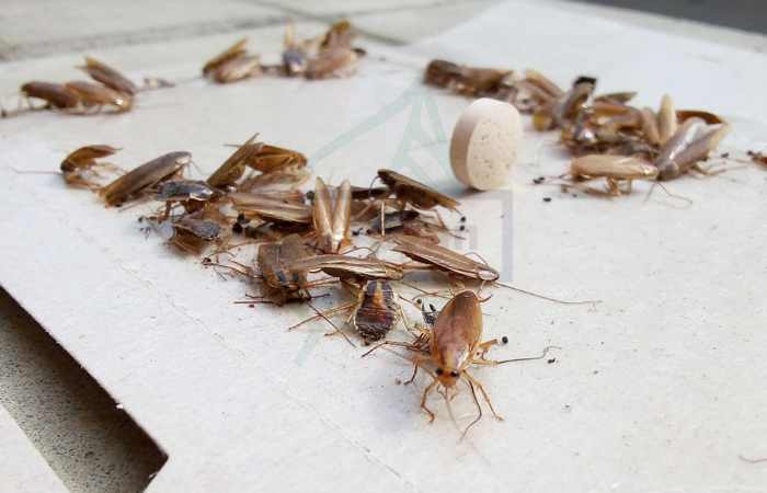 Как избавиться от запаха тараканов в квартире: последствия плохого соседства