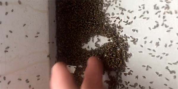 Как избавиться от черных муравьев в дачном доме