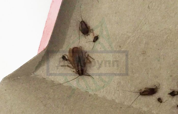 Отрава от тараканов в домашних условиях
