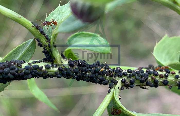 Тля и муравьи на растении фото