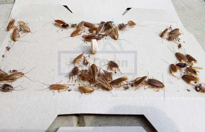 Против тараканов эффективны обычные ловушки