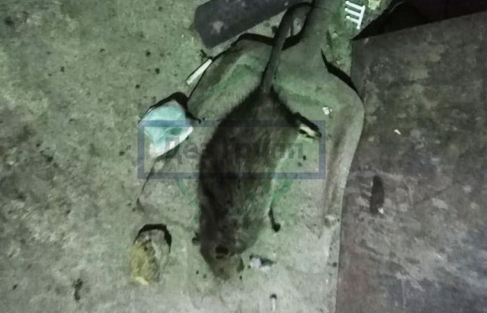 Борьба с крысами в частном доме - как уничтожить крыс