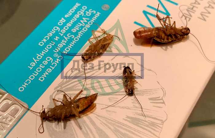 Тараканы в подвале: причины появления и способы уничтожения