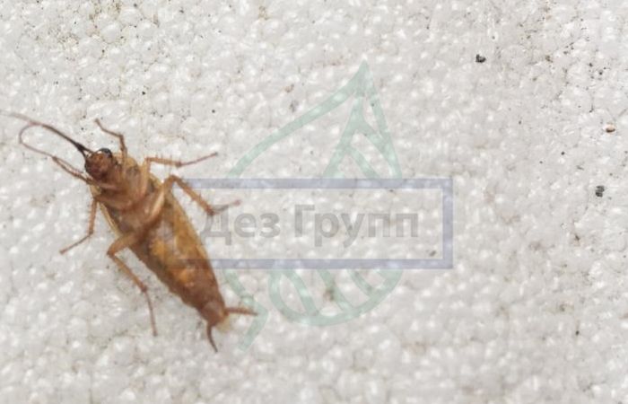 Виды домашних тараканов: фото и описание