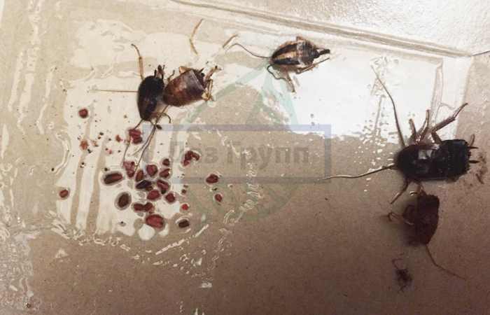 Борная кислота повреждает внутренности тараканов, тем самым уничтожая их