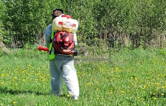 Как бороться с оводами на участке