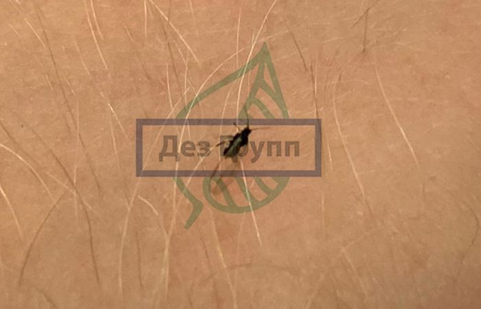 Клещ, комар, муха и мошка под микроскопом - информационная статья от интернет-магазина оптики Veber