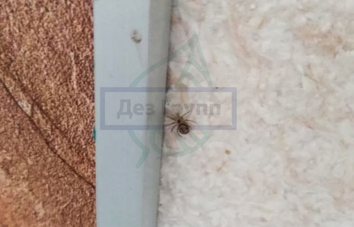 Чем опасны пауки в помещении - появление в Центральной России пауков не несет опасность.