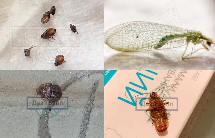 Сколько видов насекомых мы знаем?