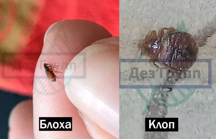 Кусают клопы во время сна. klop bloha. Кусают клопы во время сна фото. Кусают клопы во время сна-klop bloha. картинка Кусают клопы во время сна. картинка klop bloha. На типичных форумах, посвященных советам по борьбе с насекомыми, часто возникает вопрос: как кусают домашние клопы? Он достаточно актуален, поскольку врага всегда нужно знать в лицо (или в маленькое красноватое тельце). Мы попробуем как можно детальнее раскрыть эту тему.
