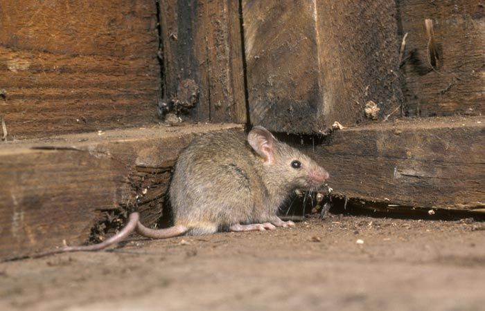 Обитание крыс