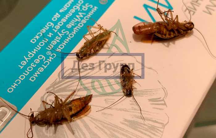 Уничтожение тараканов-прусаков в городе Люберцы