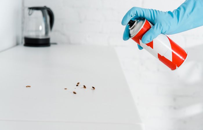 Химическая обработка квартиры от тараканов помогает при единичных насекомых