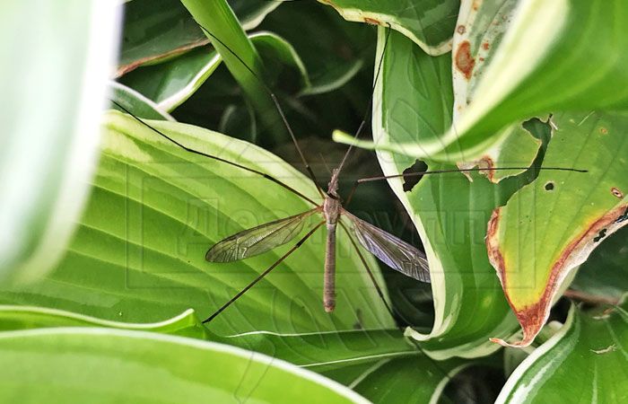 На фото взрослый комар-долгоножка