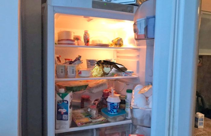 Что делать, если в холодильнике много тараканов?