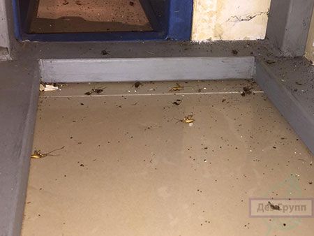 Тиурам купить в Москве от тараканов: где купить Тиурам порошок