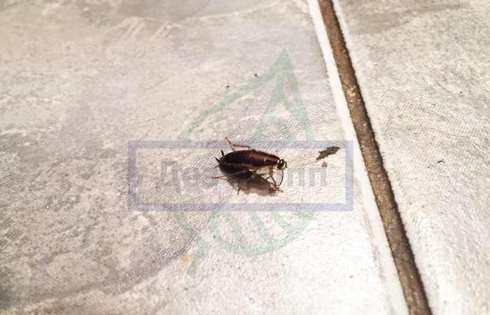 Как тараканы попадают в квартиру - вентиляция,канализация
