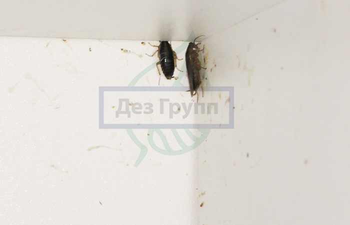 Тараканы переносчики различных инфекций и болезней