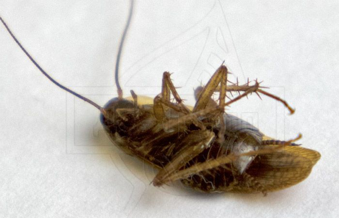Тараканы в квартире могут появляться убегая из подъезда