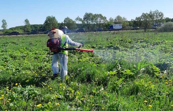 Обработка гербицидами способно уничтожить борщевик