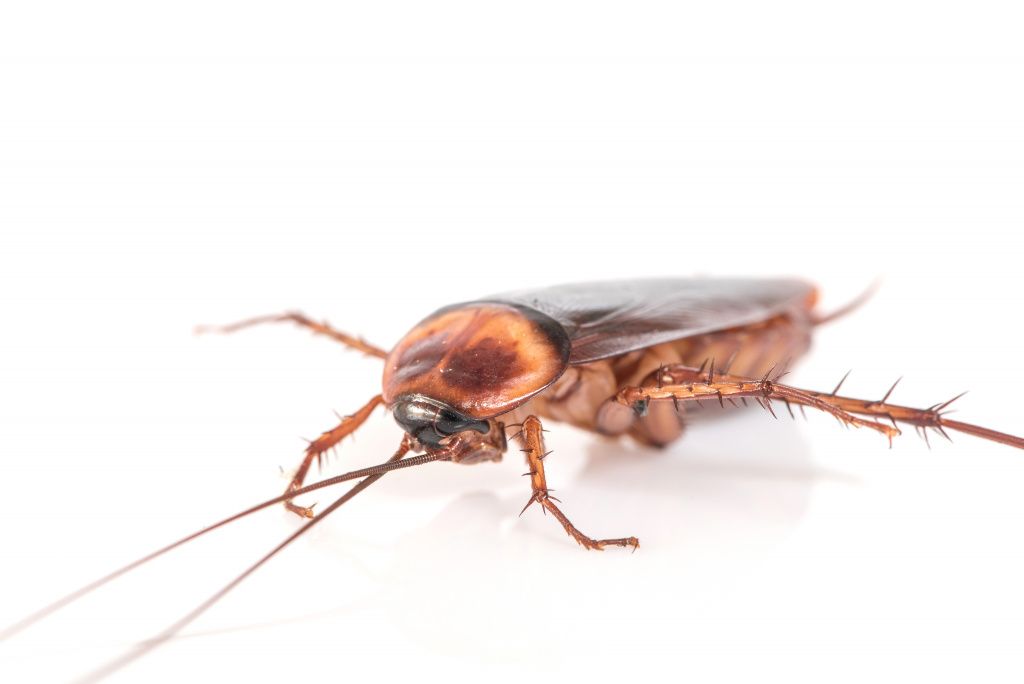 cockroach-white-background.jpg