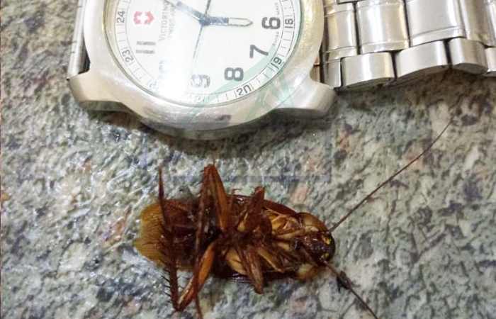Фото огромного таракана пойманного в квартире
