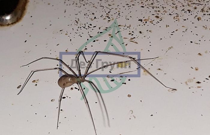 Борьба с членистоногими - пауки, мухи, комары и другие