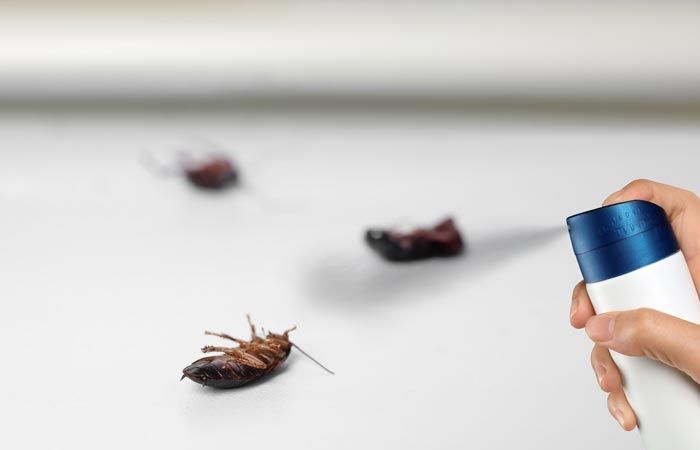 Выведение тараканов в городе Долгопрудный