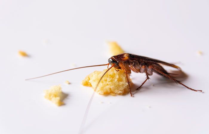 Чем питается рыжий таракан: хлебом, сладостями и другой человеческой едой
