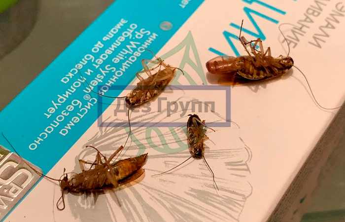 Сколько живут тараканы? Продолжительность жизни и возможности выживания домашних тараканов без головы, еды и воды