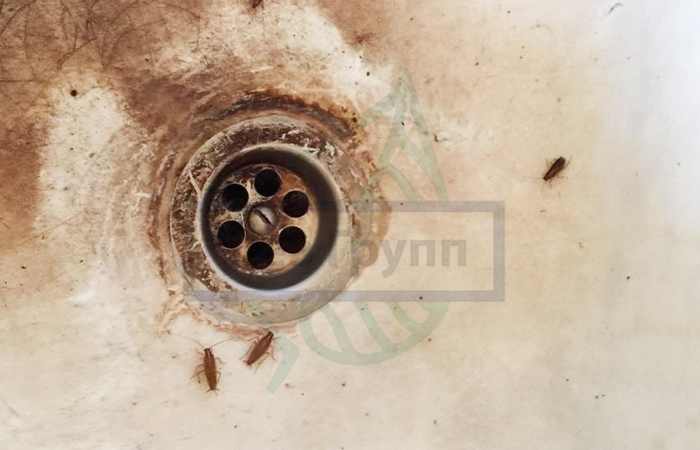 Мусоропровод, вентиляция и канализация - основные пути проникновения тараканов