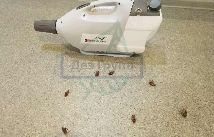 Эффективная борьба с тараканами в общежитии службой СЭС