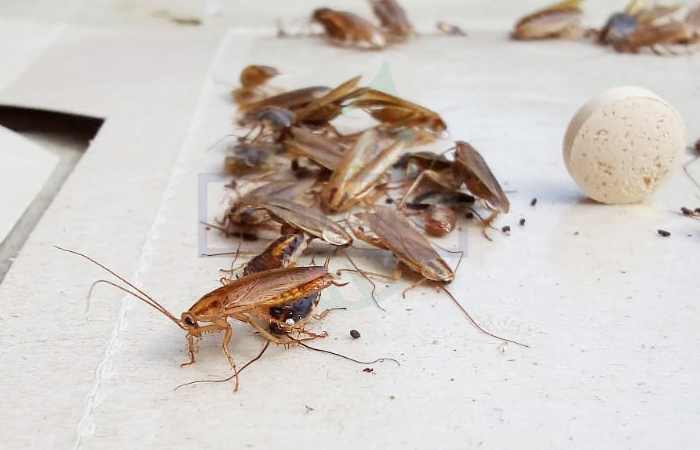 Естественная смерть таракана в доме наступает через 9-30 месяцев.