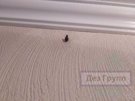 Средство от тараканов: лучшее профессиональное средство